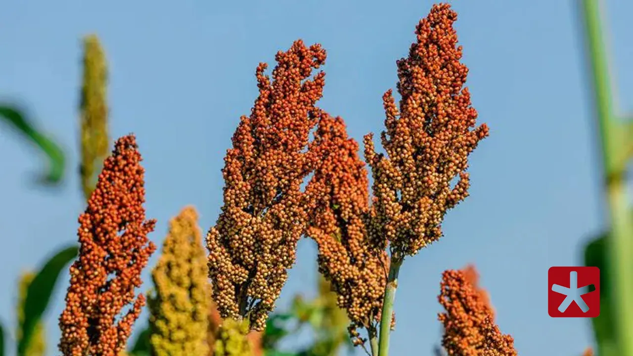 Produção de sorgo cresce e se consolida como alternativa para agronegócio no Brasil