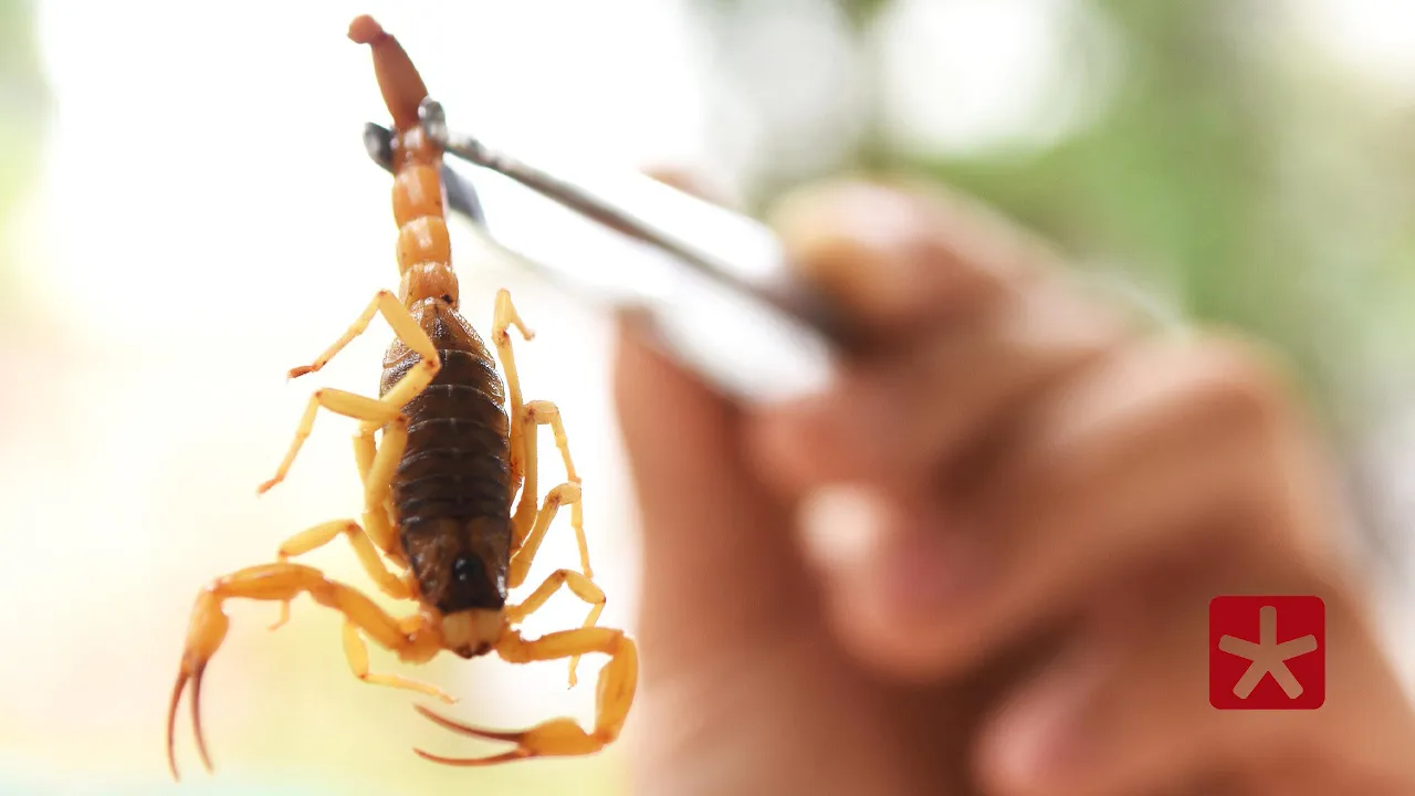 Loja é condenada a pagar indenização a cliente picada por escorpião em Minas Gerais