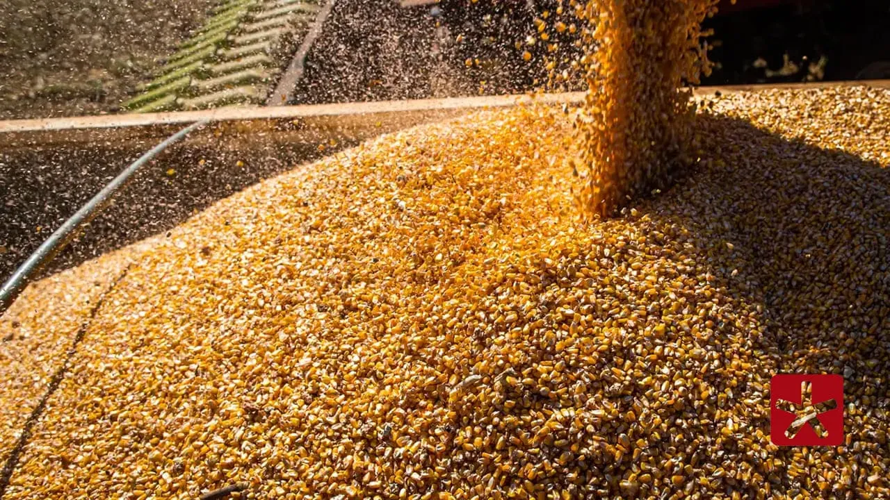 IBGE prevê safra de 341,9 milhões de toneladas para setembro; estimativa é superior à de 2024