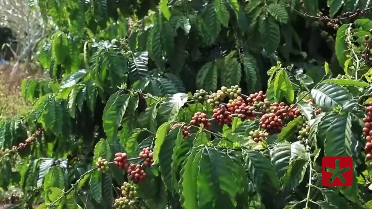 Novos mercados impulsionam exportações do agro mineiro