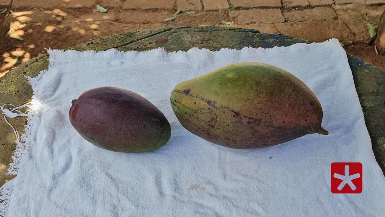 Manga com mais de 1,5 kg surpreende morador da zona rural de Patos de Minas