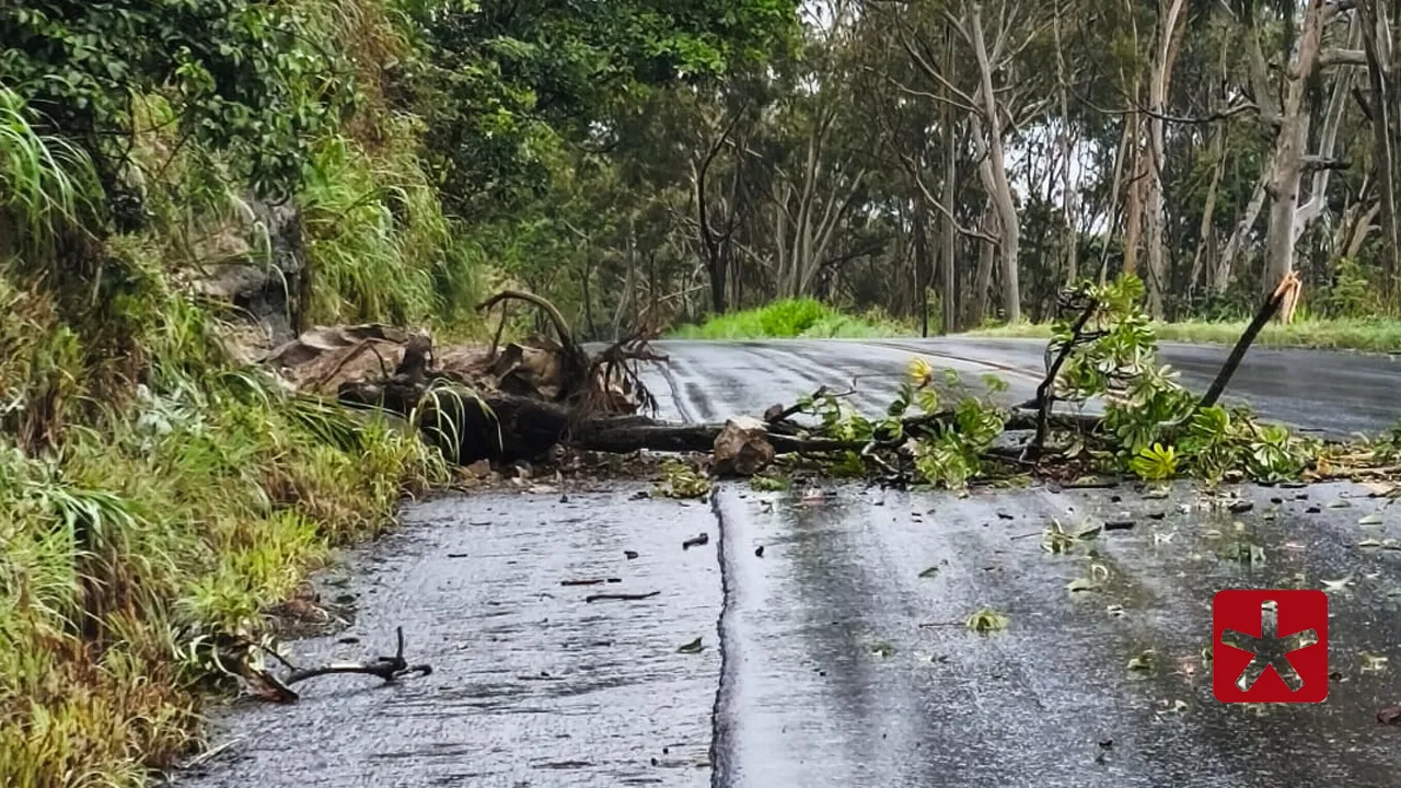 Árvore cai na MGC-354 e interdita trânsito próximo a Presidente Olegário