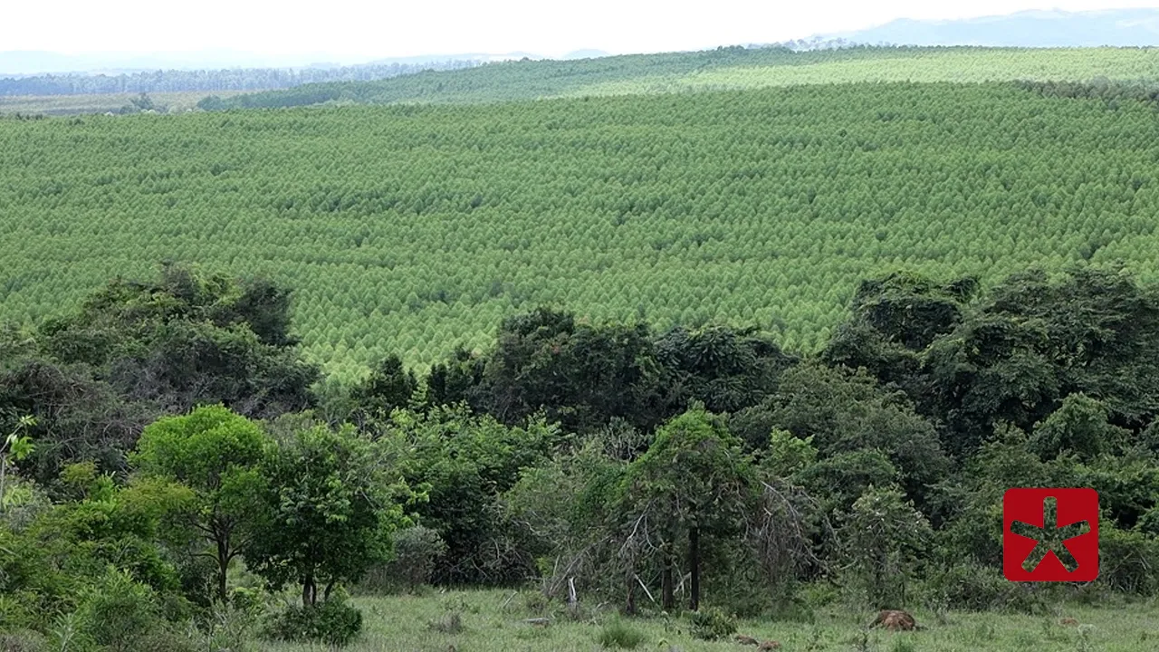Silvicultura impulsiona produção na agroindústria e fortalece segurança alimentar em Minas Gerais