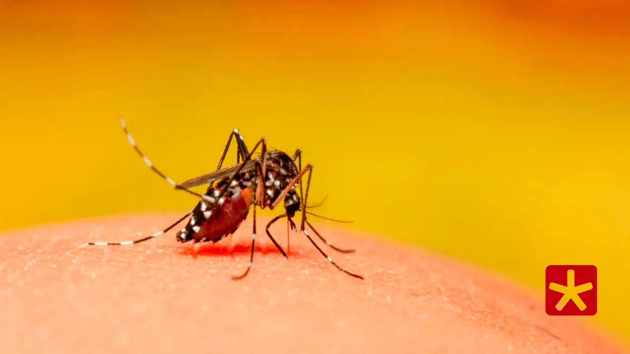 Casos de dengue recuam em 2026, mas alerta continua em Patos de Minas