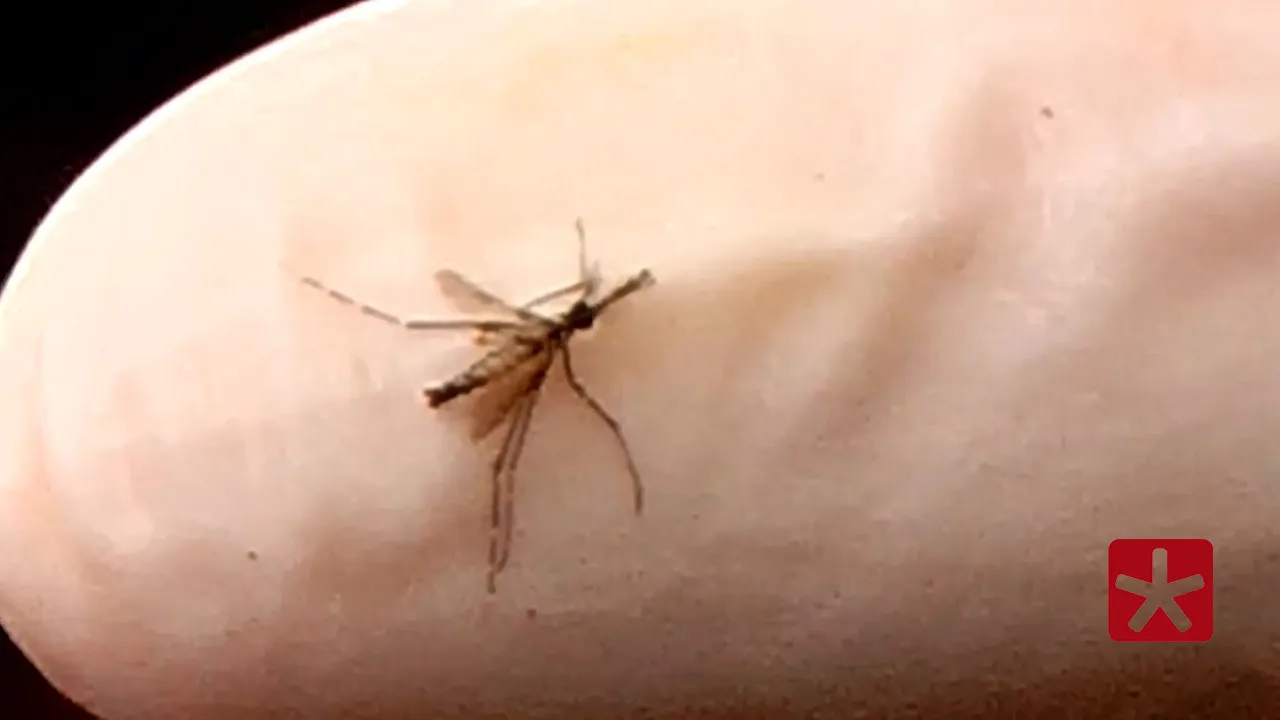 Primeiro LIRAa de 2026 aponta médio risco de infestação por Aedes Aegypti em Patos de Minas