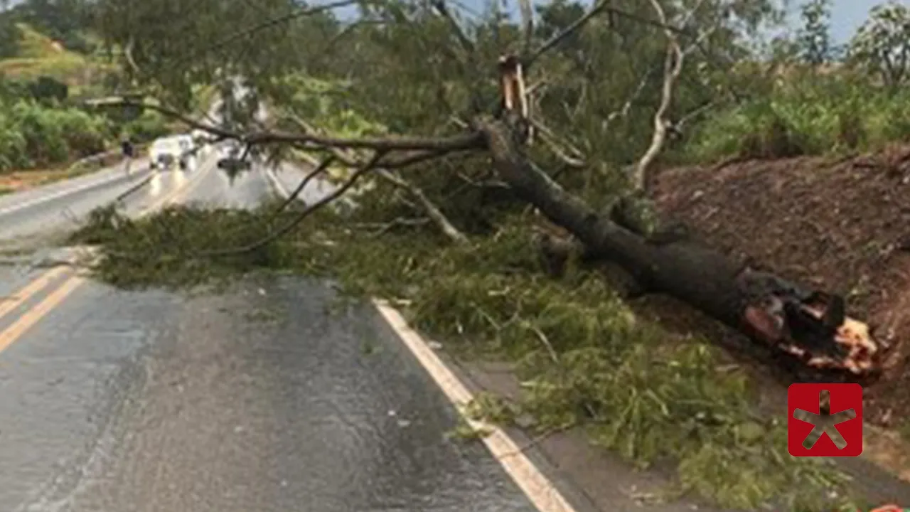 Bombeiros removem árvores que caíram e bloquearam rodovias na região