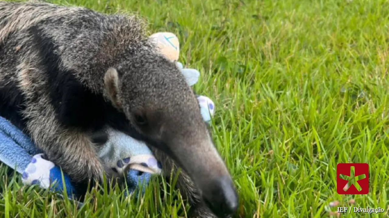 Filhote de tamanduá é acolhida no Cetras de Patos de Minas e segue em reabilitação para retorno à natureza