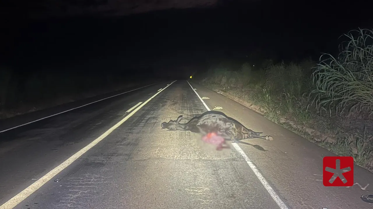 Gado solto provoca acidente e animal fica ferido na BR-354, em Lagoa Formosa 