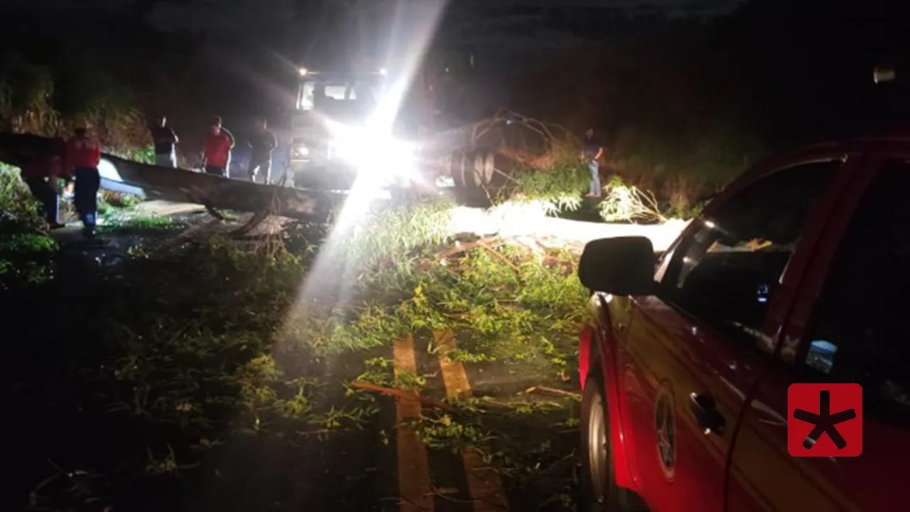 Árvore de grande porte interdita BR-365 e causa congestionamento de 5 km em Patrocínio