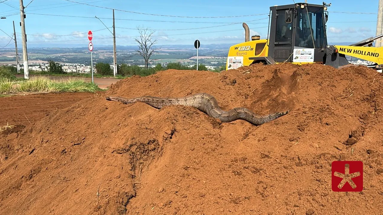 Trabalhadores encontram jiboia durante limpeza em lote no bairro Jardim Vitória