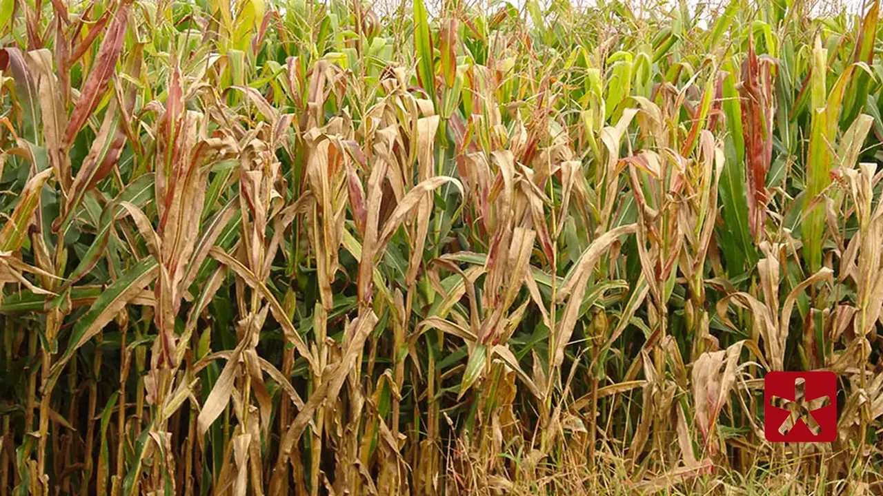 Pesadelo dos produtores: praga do milho provoca prejuízo de R$ 33,6 bilhões por ano