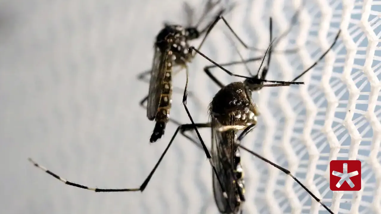 Patos de Minas registra 11 casos com três sorotipos circulantes de dengue, aponta boletim